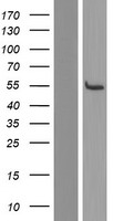 C14orf166B (LRRC74A) Human Over-expression Lysates NM_194287