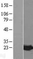 ls145553 mdp1 human over expression lysates nm 138476 wb testing 1