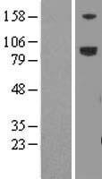 LRFN5 Human Over-expression Lysates NM_152447