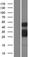 ls145741 c2cd4a human over expression lysates nm 207322 wb testing 1