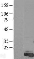 FAM81A Human Over-expression Lysates NM_152450