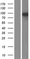 ls145781 gcom1 human over expression lysates nm 001018090 wb testing 1