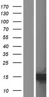 C15orf65 Human Over-expression Lysates NM_001198784