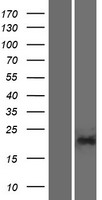 ls145814 pgpep1l human over expression lysates nm 001102612 wb testing 1