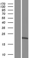 ls145814 pgpep1l human over expression lysates nm 001167902 wb testing 2