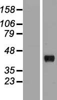 ls145864 hapln3 human over expression lysates nm 178232 wb testing 1