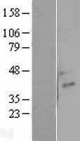NRG4 Human Over-expression Lysates NM_138573