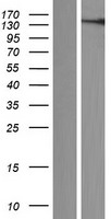 VWA3A Human Over-expression Lysates NM_173615