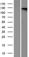 ls146183 otoa human over expression lysates nm 144672 wb testing 1