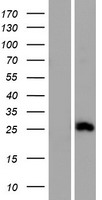 CMTM4 Human Over-expression Lysates NM_178818