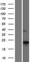 CMTM4 Human Over-expression Lysates NM_181521