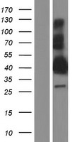 BEAN1 Human Over-expression Lysates NM_001178020