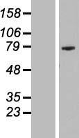 PRR35 Human Over-expression Lysates NM_145270