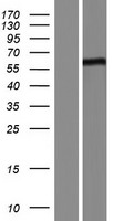 FBXL16 Human Over-expression Lysates NM_153350