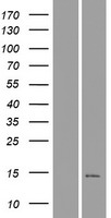 C16orf92 Human Over-expression Lysates NM_001109659