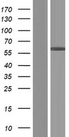 CCDC64B (BICDL2) Human Over-expression Lysates NM_001103175