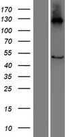 C16orf89 Human Over-expression Lysates NM_152459