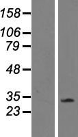 ls146722 cd300 cd300lf human over expression lysates nm 139018 wb testing 1