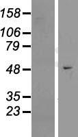 EFCAB3 Human Over-expression Lysates NM_173503