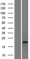 ls146822 cdrt15 human over expression lysates nm 001007530 wb testing 1