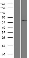 WDR16 (CFAP52) Human Over-expression Lysates NM_001080556