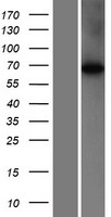 WDR16 (CFAP52) Human Over-expression Lysates NM_145054