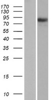 PIK3R6 Human Over-expression Lysates NM_001010855