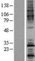 ls146852 odf4 human over expression lysates nm 153007 wb testing 1