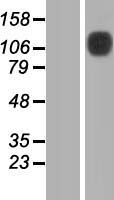 ls146857 slfn13 human over expression lysates nm 144682 wb testing 1