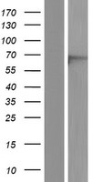 ls146956 eme1 human over expression lysates nm 001166131 wb testing 1