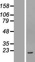 ls147007 tmem199 human over expression lysates nm 152464 wb testing 1