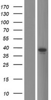 ls147166 trim16l human over expression lysates nm 001037330 wb testing 1