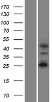 ls147179 wipf2 human over expression lysates nm 133264 wb testing 1
