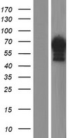 C18orf25 Human Over-expression Lysates NM_145055