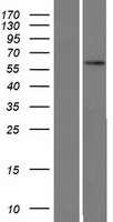 ZNF480 Human Over-expression Lysates NM_144684