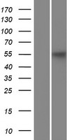 KLC3 Human Over-expression Lysates NM_177417