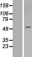 ls147837 znf563 human over expression lysates nm 145276 wb testing 1