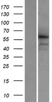 ls147872 kash5 human over expression lysates nm 144688 wb testing 1
