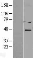 DACT3 Human Over-expression Lysates NM_145056