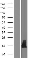 IGFL2 Human Over-expression Lysates NM_001002915