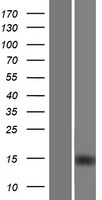IGFL2 Human Over-expression Lysates NM_001135113