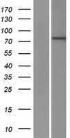 ZNF420 Human Over-expression Lysates NM_144689