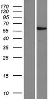 ls147929 znf565 human over expression lysates nm 152477 wb testing 2