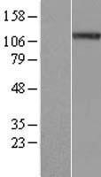 ls147945 nalp4 nlrp4 human over expression lysates nm 134444 wb testing 1