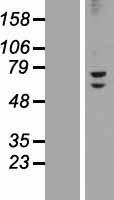 ls147948 znf582 human over expression lysates nm 144690 wb testing 1