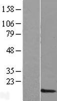 ls147990 mgc35440 human over expression lysates nm 153220 wb testing 1