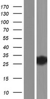 ls148014 ttc9b human over expression lysates nm 152479 wb testing 1