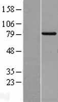 TRIF (TICAM1) Human Over-expression Lysates NM_182919