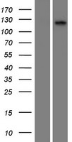 CILP2 Human Over-expression Lysates NM_153221