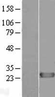 ls148252 diras1 human over expression lysates nm 145173 wb testing 1
